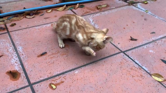 Funny kitten playing chase jumps into bathtub full of water смотреть онлайн