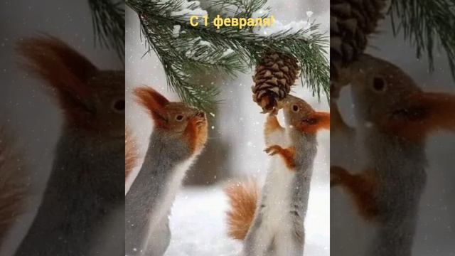 С 1 февраля 2023 года. С первым снегом #белка #белки #февраль #2023год #снегидет #шишка смотреть онлайн