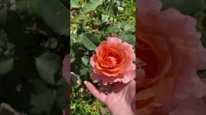 Роза Али-Баба, первогодка. Лето 22г.