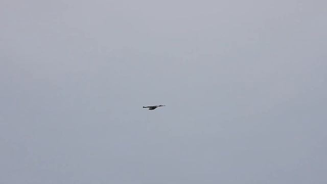 №3245 01 04 2023 Прилетел мохноногий канюк смотреть онлайн