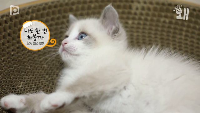 고양이가 당신을 좋아한다는 4가지 신호, 고양이는 왜? ep2ㅣ어바웃펫 смотреть онлайн