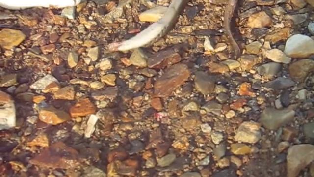 Семидыр смотреть онлайн