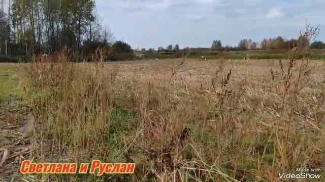 Собираем кукурузу, убрала морковь, ещё одна свинка прибыла к нам в хозяйство смотреть онлайн