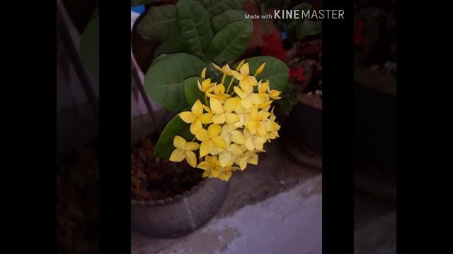 SUMMER BLOOM смотреть онлайн