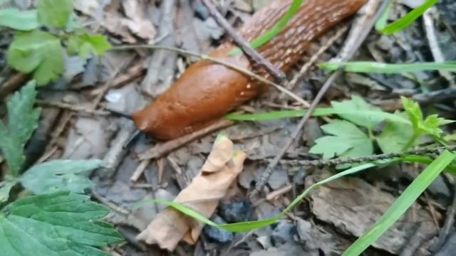 Слизень который живёт за МКАДом! смотреть онлайн