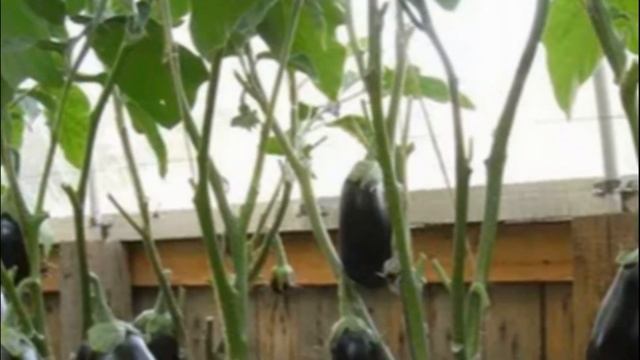 Баклажан сорта черный красавец смотреть онлайн