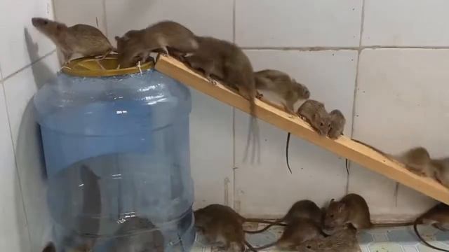 Простейшая ловушка мышей и крыс . Сделать может каждый за 5 минут. смотреть онлайн