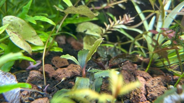 Обзор на соил. Возможно лучший грунт для аквариума! SOIL Fluval Stratum. смотреть онлайн