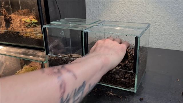Grammostola Pulchra Terrarium Setup [Brazilian Black Tarantula] смотреть онлайн