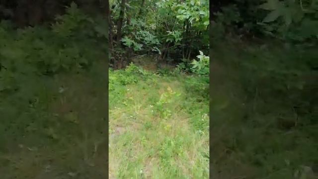 Прогулка вдоль р.Сож ~18 км. 13 июля 2020г. смотреть онлайн