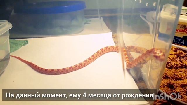 Содержание маисового полоза | Уход за змеёй | Адаптация в новом террариуме смотреть онлайн