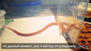 Содержание маисового полоза | Уход за змеёй | Адаптация в новом террариуме