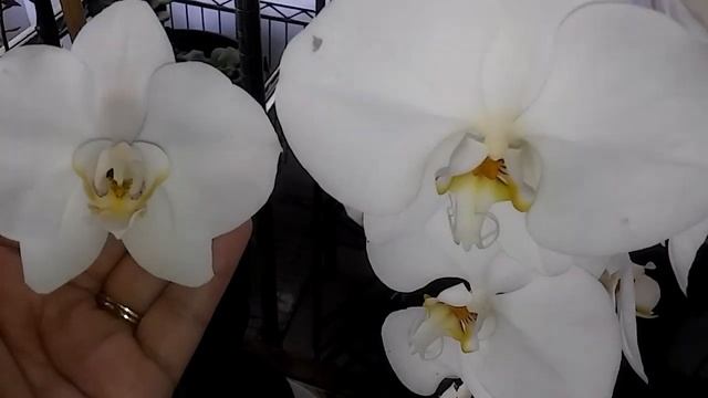 Orquídea Phalaenopsis Sogo Yukidian "V3"_Muy grandes -BigWhite смотреть онлайн