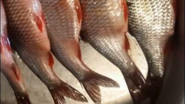 Как вкусно солить воблу смотреть онлайн