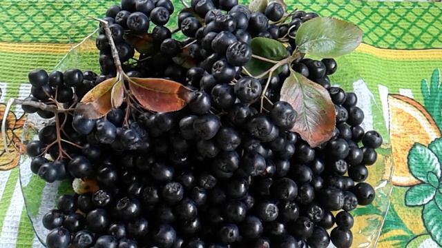 ЧЕРНОПЛОДНАЯ РЯБИНА ИЛИ АРОНИЯ! СОБИРАЕМ УРОЖАЙ! ПОЛЕЗНЫЕ СВОЙСТВА. смотреть онлайн