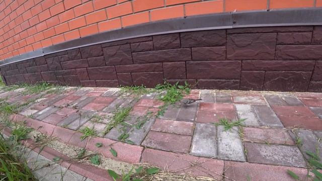 Как и чем кормить птенца трясогузки. смотреть онлайн