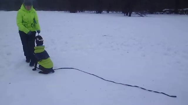боксер Антей (8 м.) кусочек тренинга .подкрепление валиком из под руки смотреть онлайн