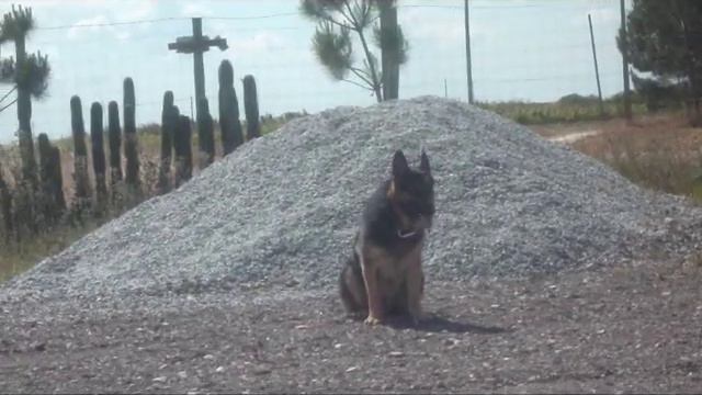 Oscar, Amazing German Shepherd Dog Parkour смотреть онлайн