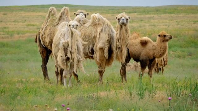 День заповедников и национальных парков смотреть онлайн
