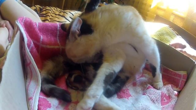 Рождение котят смотреть онлайн