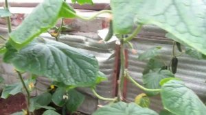 Обзор огурца сорта "Зеленый крокодил"