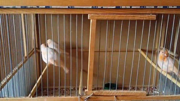 Птенцы Канарейки Учатся Петь.Canary