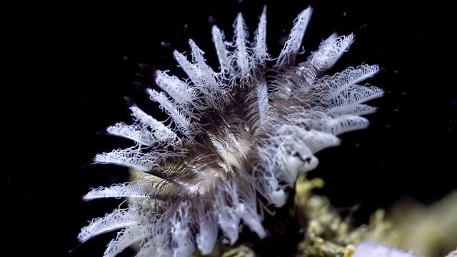 Great Barrier Reef \ Большой Барьерный Риф часть 1 смотреть онлайн