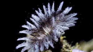 Great Barrier Reef \ Большой Барьерный Риф часть 1