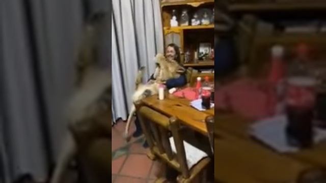 Милый львенок на ручках пьет молоко смотреть онлайн