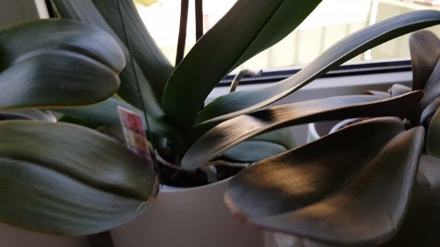 Орхидея 💐уход и место для орхидей💐 смотреть онлайн