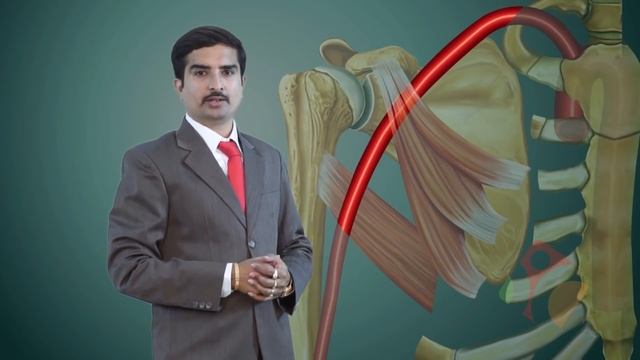 AXILLARY ARTERY ANATOMY ANIMATED LECTURE смотреть онлайн