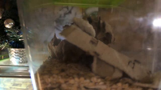 Драконам 10 дней #КОРМЛЕНИЕ_АГАМ 14/09/2022 #ХОМКИ_кэмпбелла едят петрушку #смешные_животные смотреть онлайн