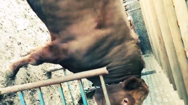 Порода лимузин с семментальской смесь смотреть онлайн