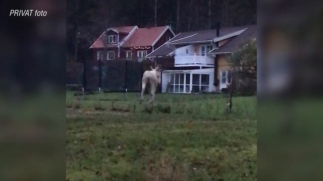 За завтраком к семье присоединился белый лось смотреть онлайн