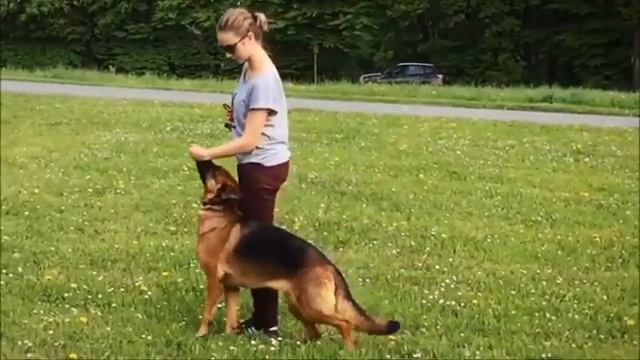 "Всё о дрессировке собак".Дрессировка щенка немецкой овчарки смотреть онлайн