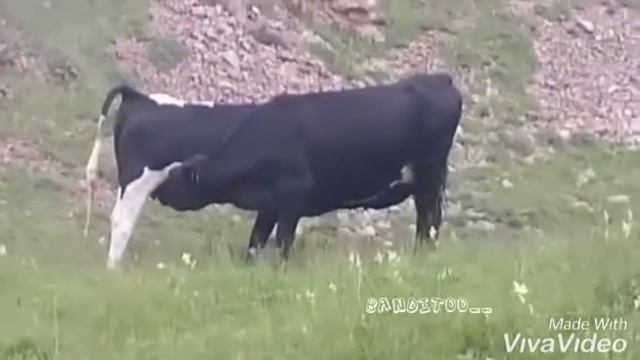 СМЕШНЫЕ ВИДЕО "КОРОВЫ пьют свои молоко" смотреть онлайн