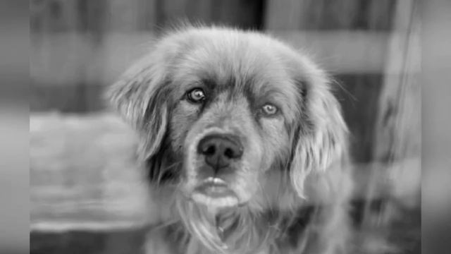 Статный пес редкой красоты одиноко бродил по улицам города. смотреть онлайн