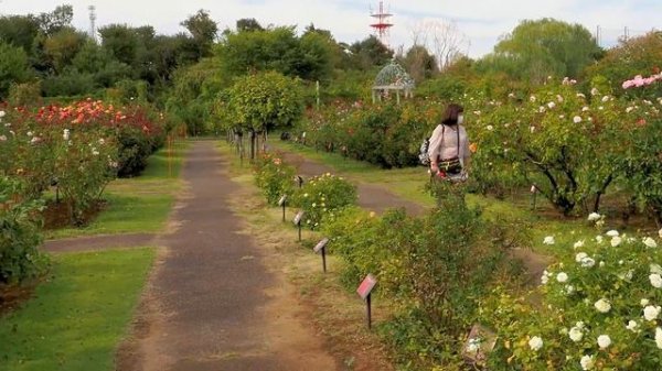 Early Autumn Roses of Keisei Rose Garden 2022. 初秋の京成バラ園 #京成バラ園 #rose #roseflower
