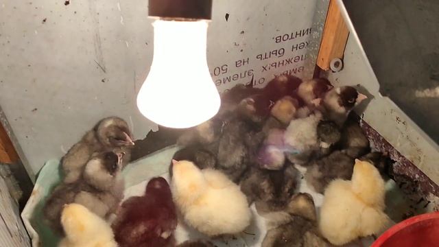 Чем кормить цыплят Мехеленской кукушки? смотреть онлайн