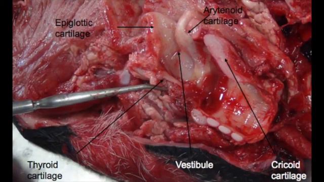 Bovine Dissection 2017 Group 10 смотреть онлайн