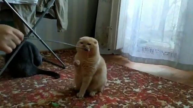 Шотландский вислоухий кот играет/#scottishcat#scottishfold#