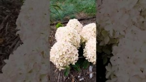 Раннецветущие метельчатые гортензии в моем саду. Сибирь (Омск). 18.08.22