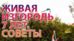 Живая изгородь из туи Брабант и бирючины. 7 лет забору. Советы. ???