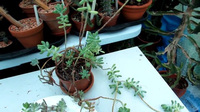 How to Propagate Prune & plant Cuttings of Jelly Bean Plants Sedum rubrotinctum & Sedum pachyphyllu смотреть онлайн