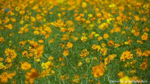 Чистый расслабляющий звук дзен - эмоциональное и духовное очищение разума, исцеление повреждений смотреть онлайн