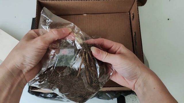 ⚡ Гаршинка или Подворье ⚡ Распаковка, обзор покупок ? Пионы, хосты ??? смотреть онлайн