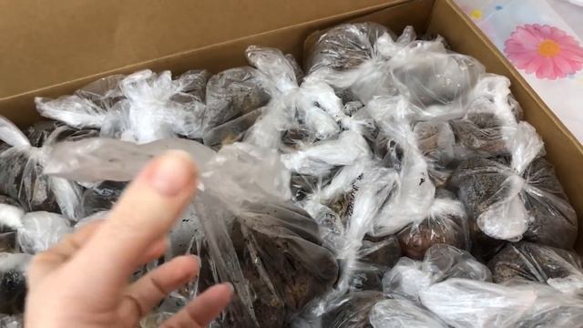 Как убрать Глоксинии на период покоя! Мой практический опыт! смотреть онлайн