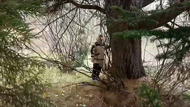 Большое дерево 300 лет, кедр. Кузбасс смотреть онлайн