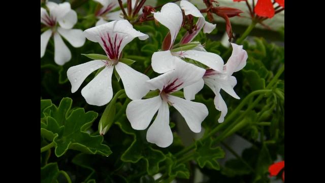 Nikon Coolpix P500 Test Photo's & HD movie смотреть онлайн