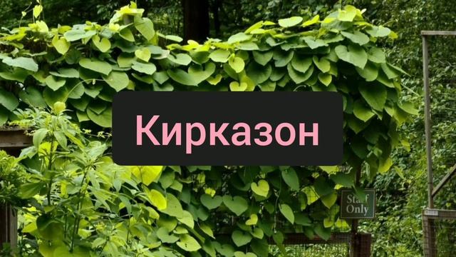 Живой забор на даче: 15 быстрорастущих растений для создания изгороди смотреть онлайн